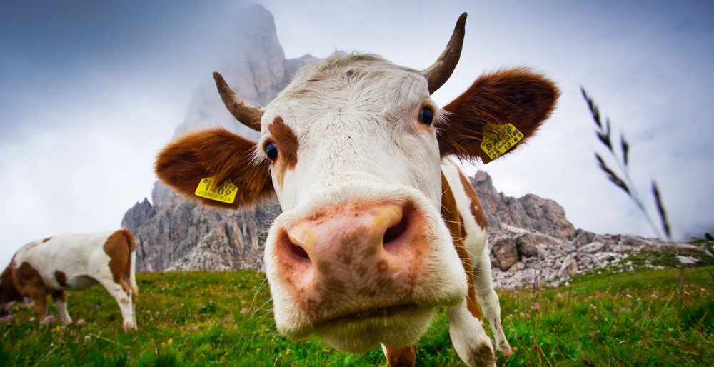 Коровы дважды штурмовали астраханскую границу, но победили люди