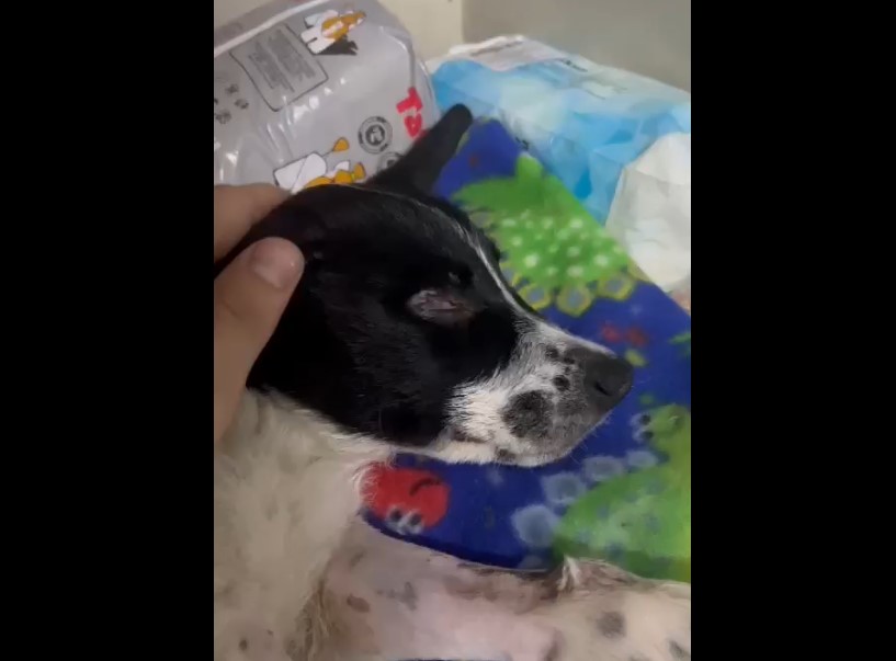 Щенок, жестоко избитый подростками в Астрахани, идет на поправку