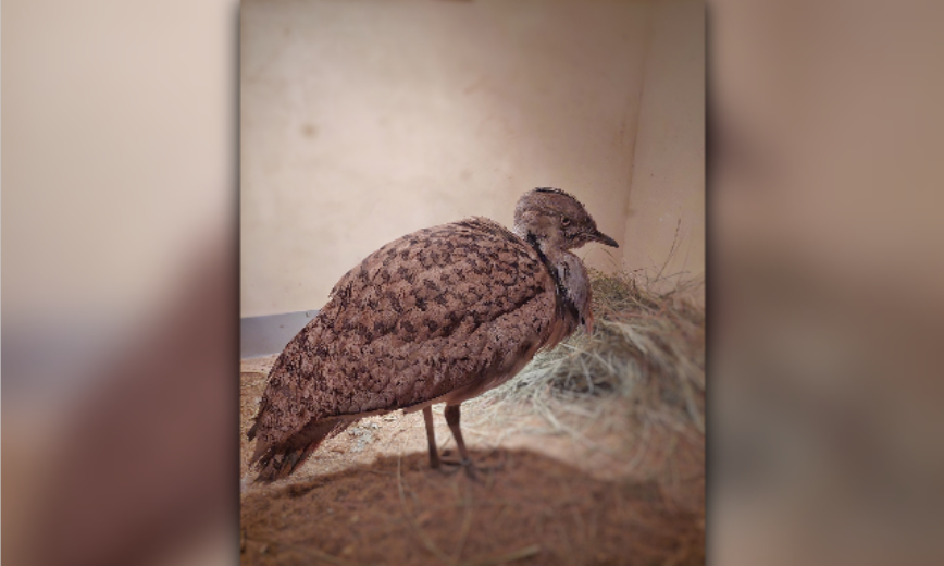 В астраханском зоопарке поселилась уникальная для России птица