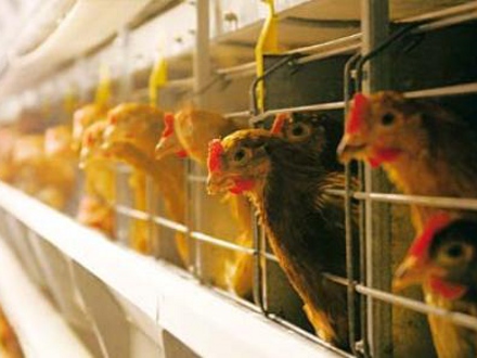 "Астраханский продукт" продали в 14 раз дороже начальной цены