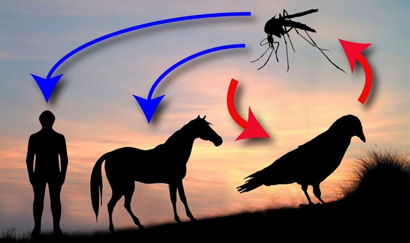 В Астраханской области появились комары-переносчики лихорадки 