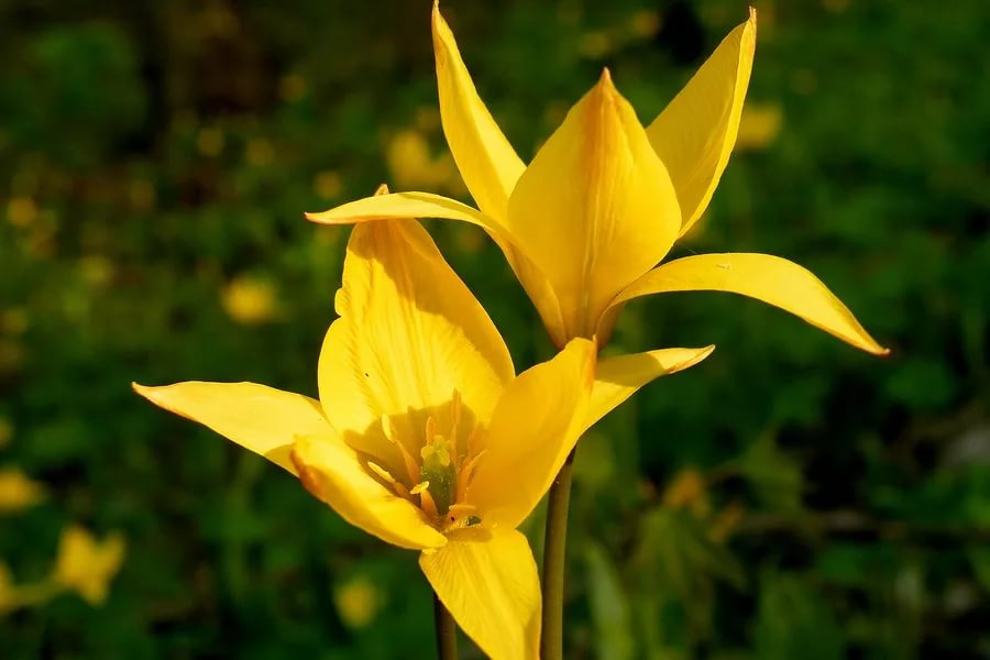 За сорванные цветы астраханцам грозит штраф до миллиона рублей