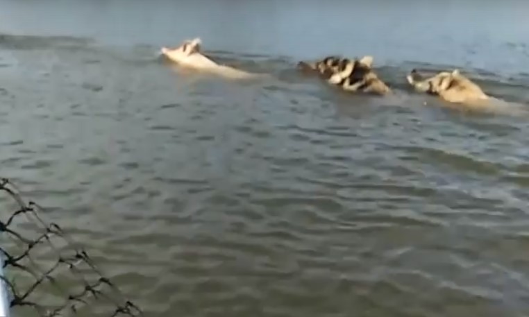 На видео попали свинья и кабаны, которые синхронно переплывали астраханскую реку