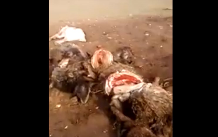 Кадры не для слабонервных: в Астраханской области волчица массово истребила ягнят