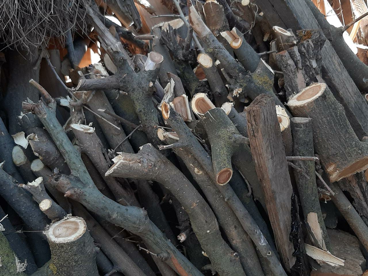 Полицейский и его подельник вырубили под Астраханью тополей на 680 тысяч рублей