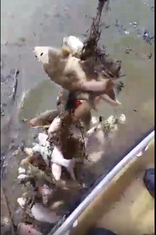 Астраханцы показали шокирующие кадры с рыбалки (ВИДЕО)