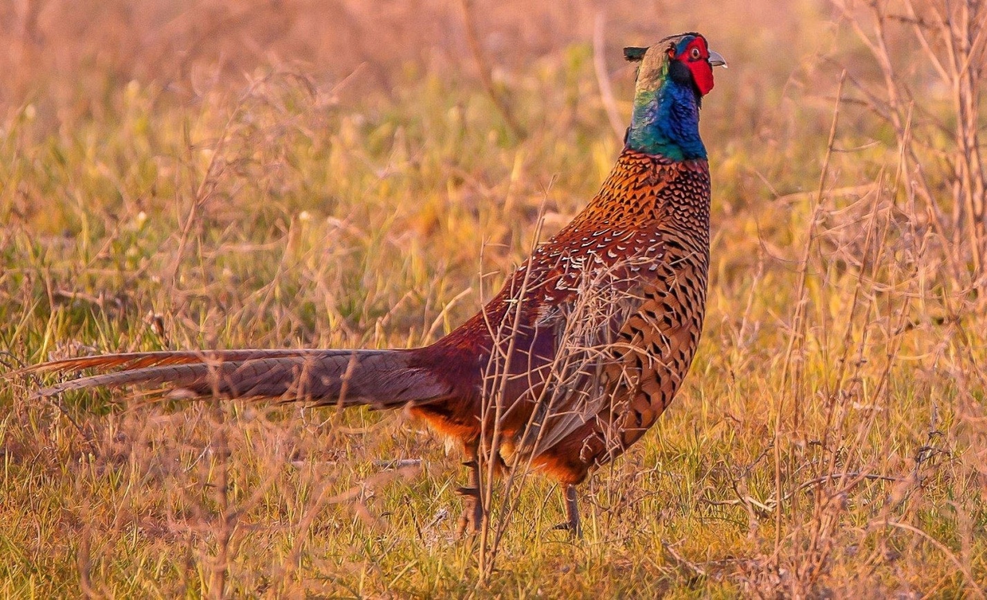 В Астраханской области открывается сезон охоты на степную и полевую дичь