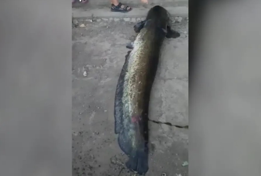 Огромного сома вытащили из Волги на набережной в Астрахани