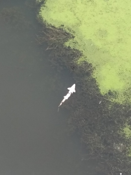 В центре Астрахани сфотографировали мёртвого осетра 