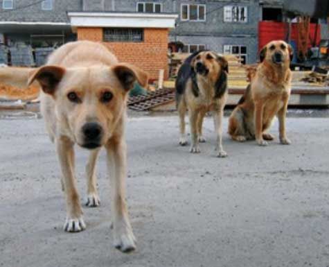 Собачий вопрос в Астрахани: кусали и будут кусать