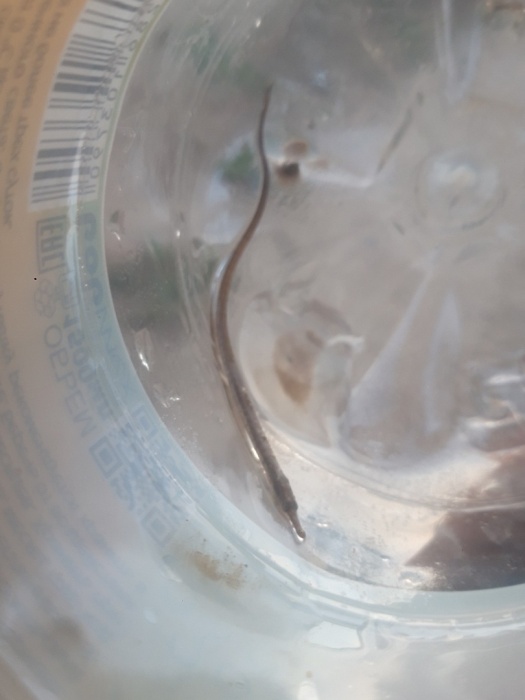 Астраханец поймал непонятное существо