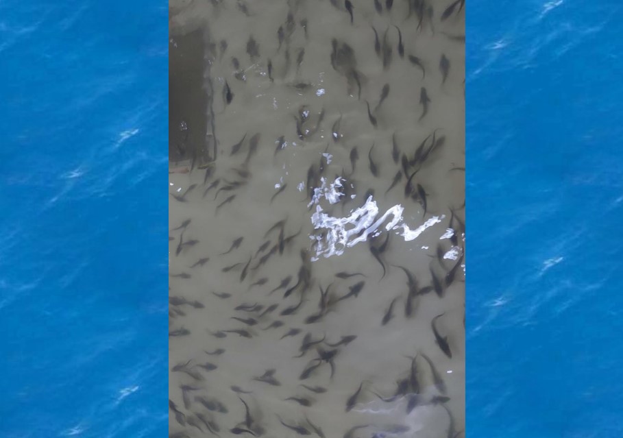 Больше тысячи осетрят уплыли в астраханскую реку