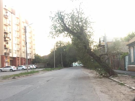 100-часовая сила Фейсбука: "пизанское" дерево в Астрахани спилили 