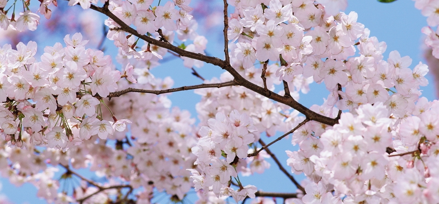 Весна пришла: астраханцев ждет очень теплая суббота