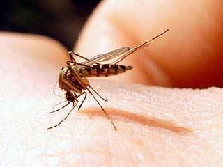 Еще один астраханец скончался от лихорадки Западного Нила