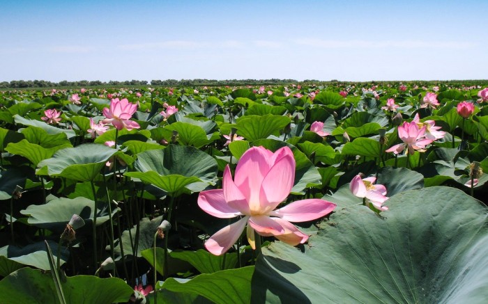 Астраханцев приглашают раскрыть свои лотосовые фантазии