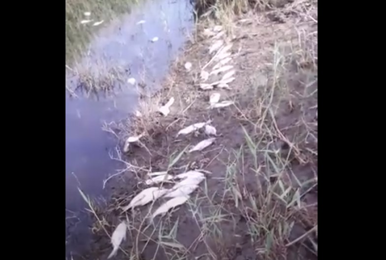 Под Астраханью сняли шокирующие кадры массового замора рыбы