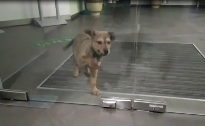 В Астрахани щенок устроил ночной переполох в офисе банка: видео