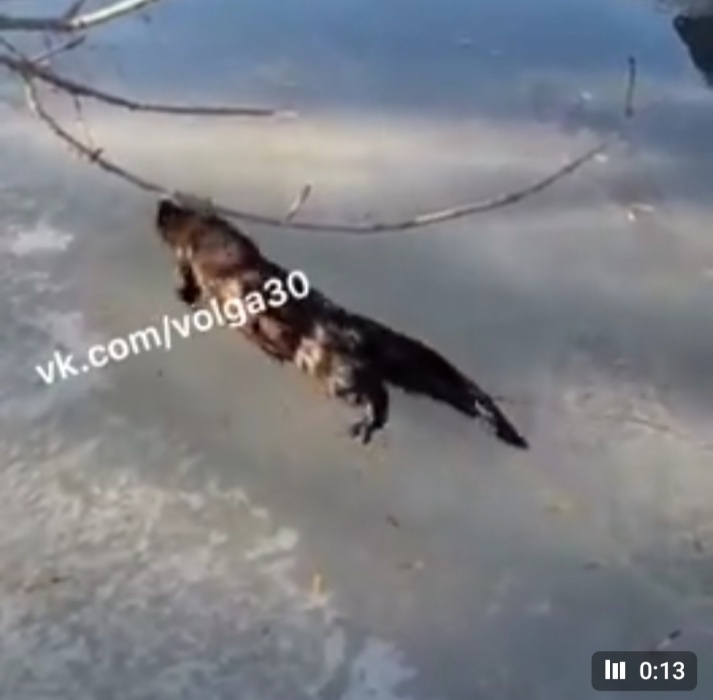 Астраханцы опубликовали видео с необычным рыбацким уловом