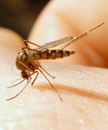 В Астраханской области продолжает расти количество случаев заражения лихорадкой Западного Нила