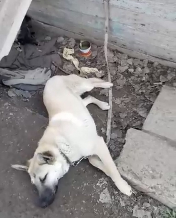 В соцсетях сообщают о собаке в Астрахани, жестоко привязанной у остановки