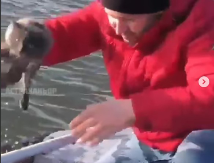 Невозможно смотреть без слез: астраханские рыбаки спасли плывущих по реке котов