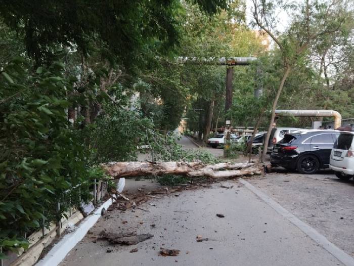 В Астрахани на дорогую Infiniti упало дерево