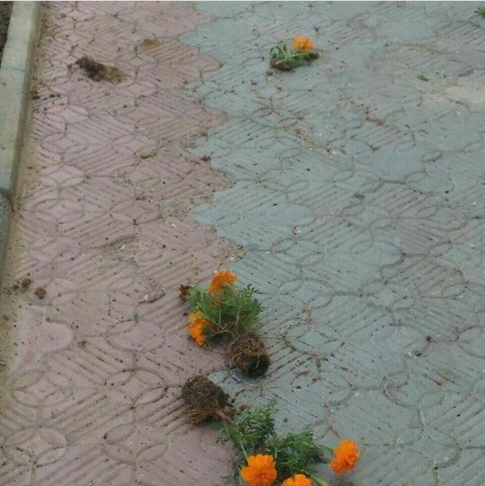В Астрахани выпускники повырывали цветы с клумбы на Аллее славы