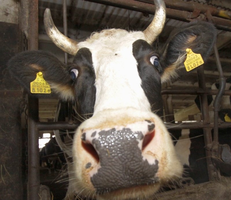 В Астрахани будут судить серийных похитителей коров