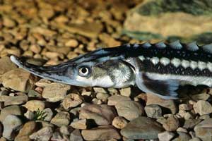 В Астраханской области полицейские задержали автомобиль с 200 килограммами осетра и севрюги