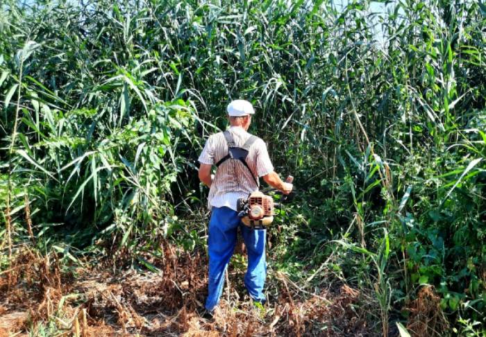 За несколько дней в Астрахани ликвидировали 36 очагов конопли 