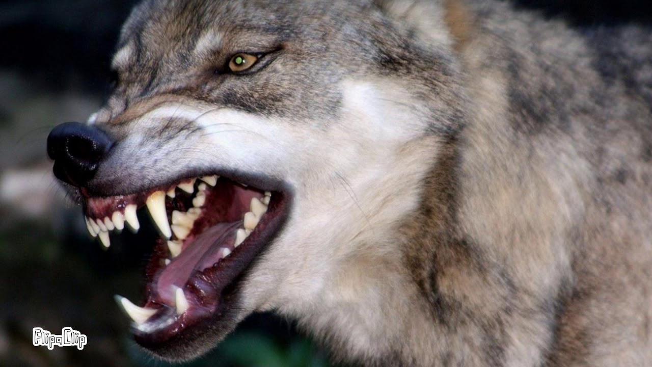 На востоке Астраханской области продолжается серия нападений диких зверей