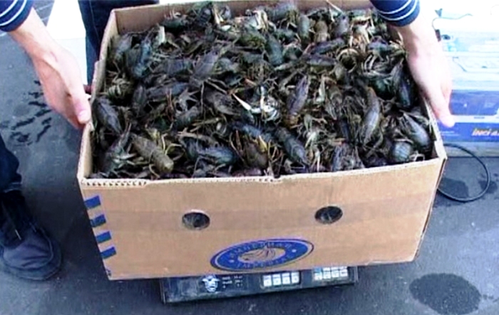 В Астраханской области более тонны живых раков вернули назад в Казахстан