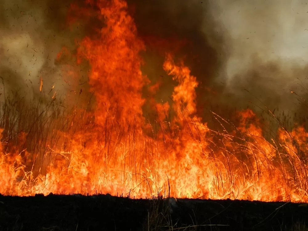 В астраханском заповеднике открылся сезон пожаров