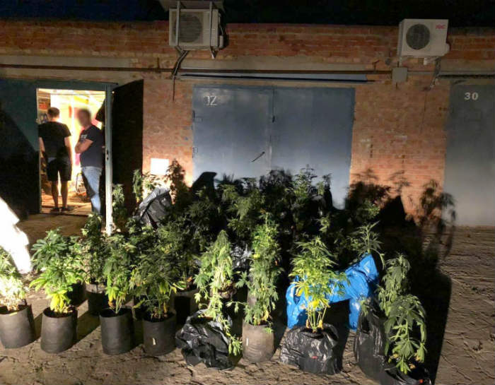 С соблюдением агротехнологий: астраханцы оборудовали теплицу для выращивания конопли 