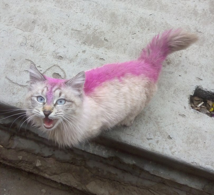 Слух о живодерах, раскрасивших в Астрахани кота, оказался сильно преувеличен  