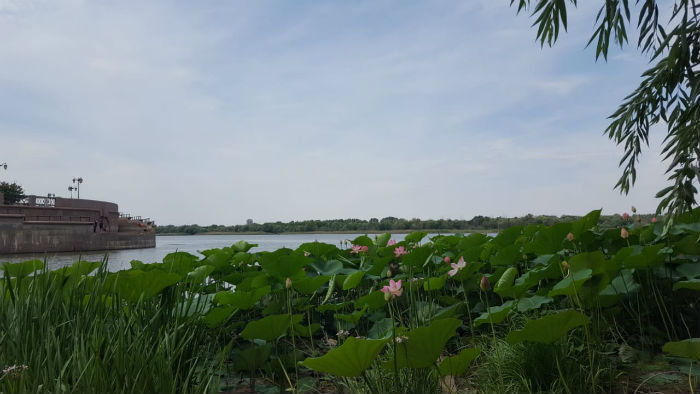 В центре Астрахани зацвели лотосы