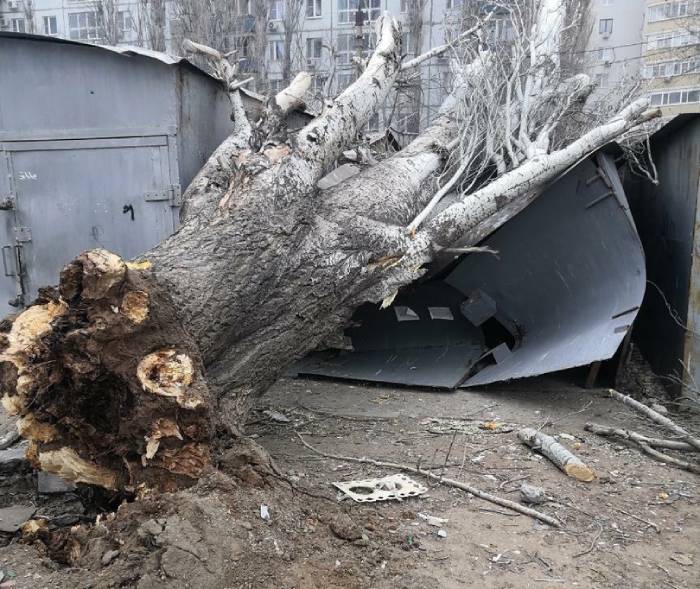 В Астрахани упавшее дерево раздавило гараж