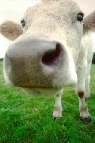 Полиция обнаружила в багажнике перевернувшегося в ДТП автомобиля украденную корову