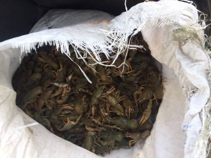 Астраханские полицейские нашли в багажнике внедорожника 45 кг живых раков
