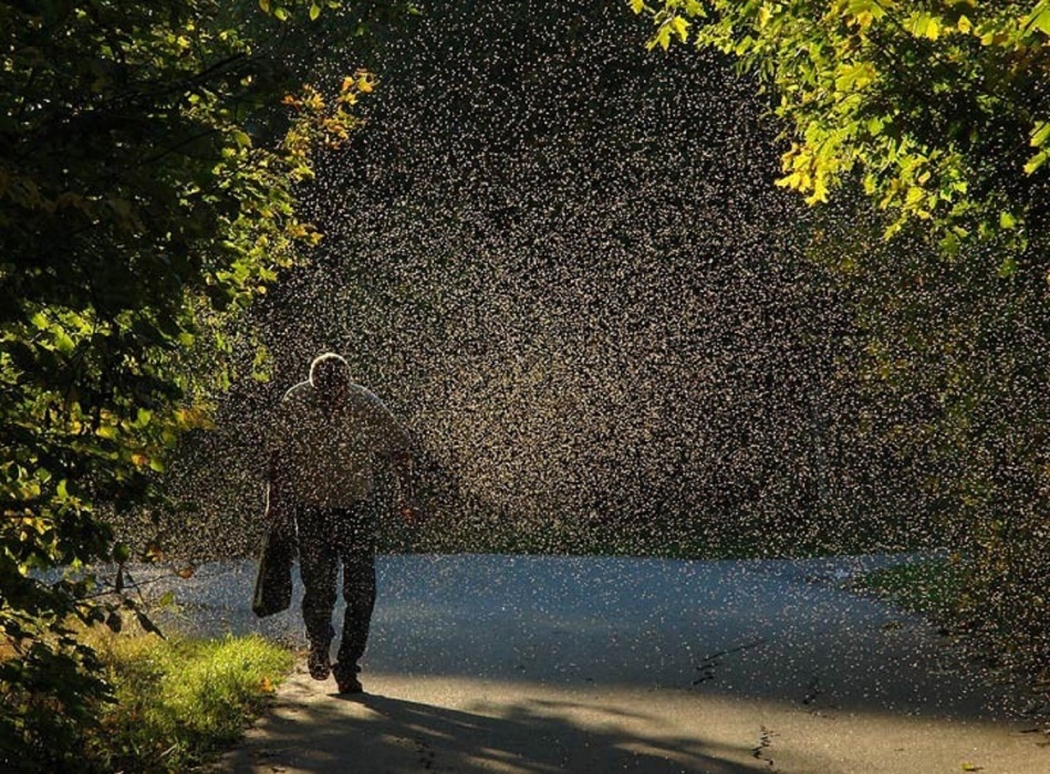 Сколько мошки в этом году будет в Астрахани