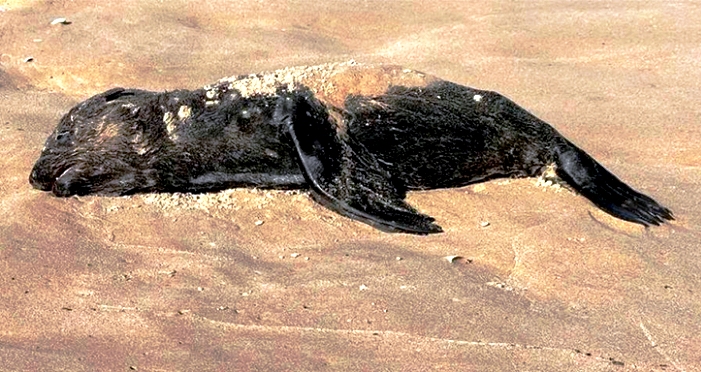 На двух побережьях Каспийского моря нашли более 250 мертвых тюленей