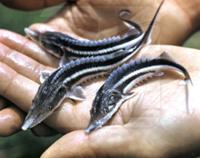 МИЛЛИОН, МИЛЛИОН, МИЛЛИОН ОСЕТРЯТ. Выпустили в Волгу.