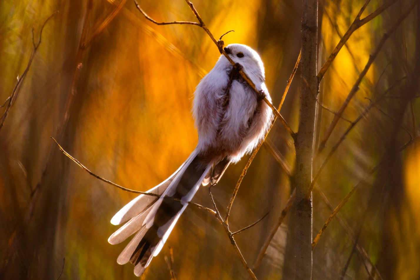 Записки астраханского натуралиста. Мои лучшие снимки 2025 года
