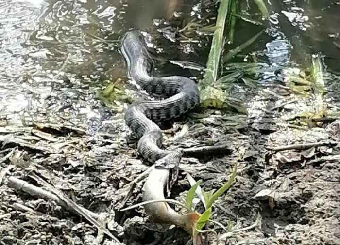 Астраханцев напугала огромная змея