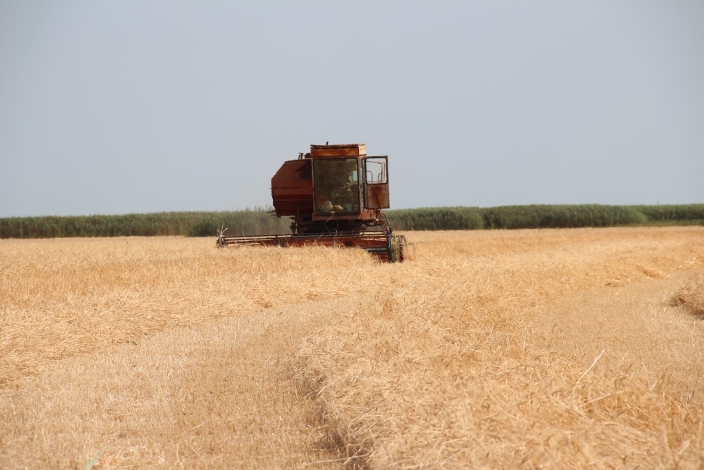 В Астраханской области планируют увеличить сбор зерновых до 30 тыс. тонн 