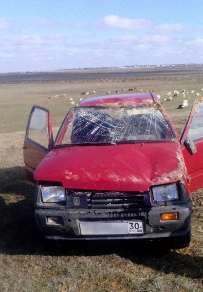 Баран и корова стали причиной двух ДТП в Астраханской области