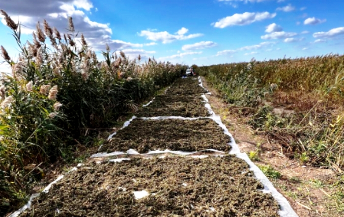 Астраханский предприниматель вырастил в своем прудовом хозяйстве 123 кг наркосредств