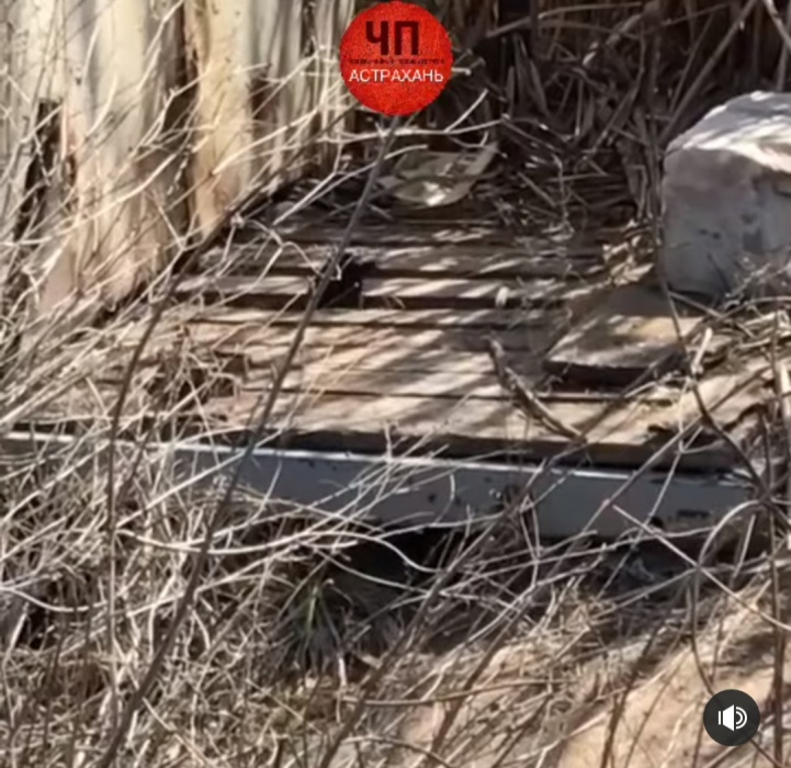 В Астрахани милого зверька застали врасплох (ВИДЕО)