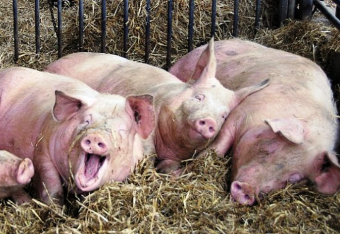 В Астраханской области выявили два очага африканской чумы свиней
